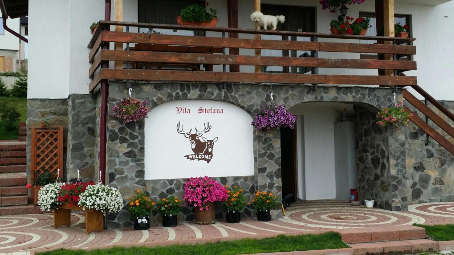 Vila Stefana Păltiniş 외부 사진
